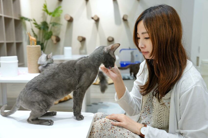 財閥家的公子貓